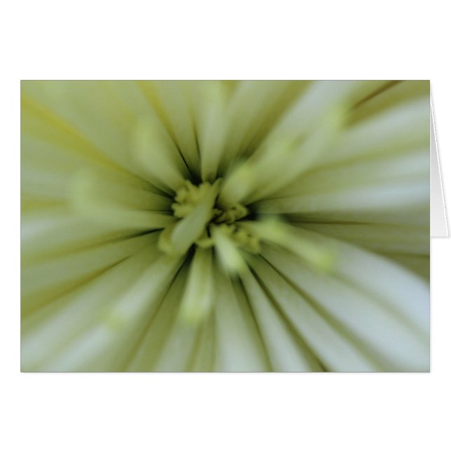 Fleurs de mai (Devant horizontal)