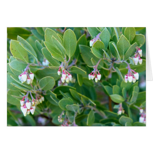 Fleurs de Manzanita (Devant horizontal)