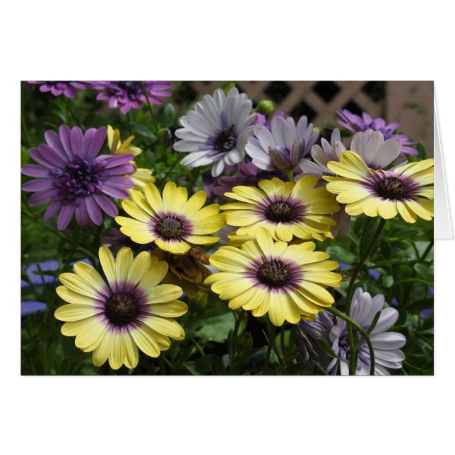 Fleurs de marguerite africaine jaunes et violets (Devant horizontal)