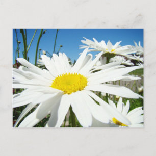 Fleurs de marguerite blanche cartes postales de ja
