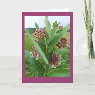 Fleurs de Milkweed dans le carte pour notes de