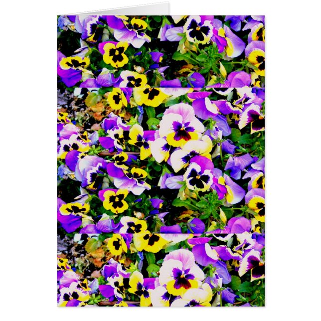 fleurs de pansement multicolore (Devant)