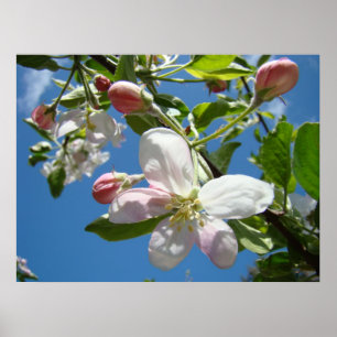 FLEURS DE POMMIER PRINTEMPS Art Impressions Affich