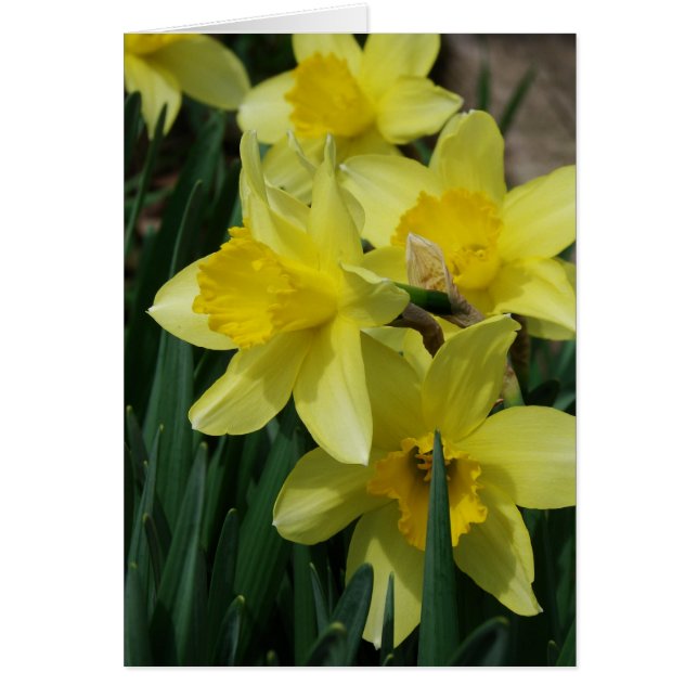 Fleurs de printemps (Devant)