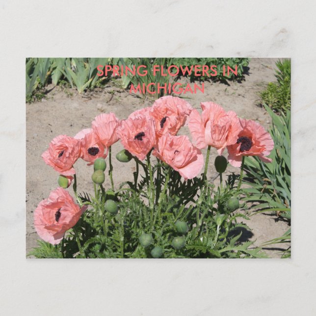 FLEURS DE PRINTEMPS DANS LA CARTE POST MICHIGAN (Devant)
