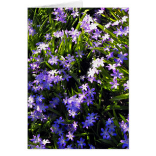Fleurs de printemps de Squill Bleu