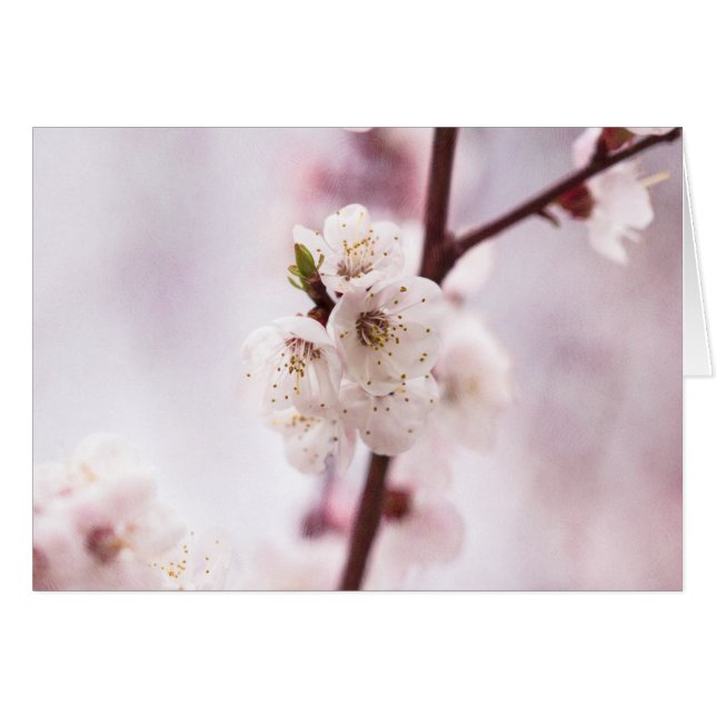 Fleurs de printemps roses (Devant horizontal)