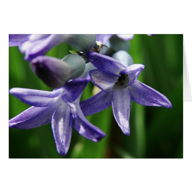 Fleurs de printemps violettes (Devant horizontal)