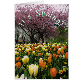 Fleurs de ressort et texte de coutume de cerisier