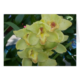 Fleurs de serre Quatre