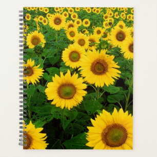 Fleurs de soleil