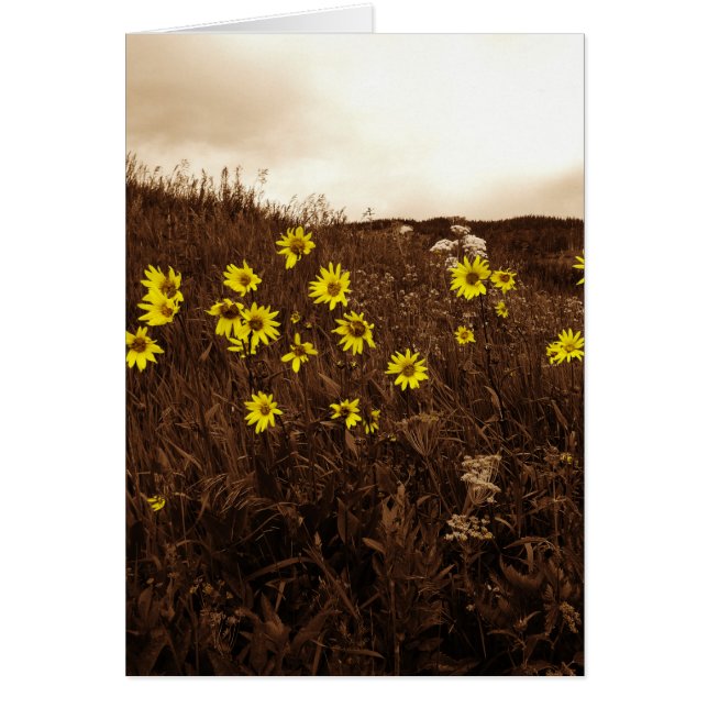 Fleurs de soleil (Devant)