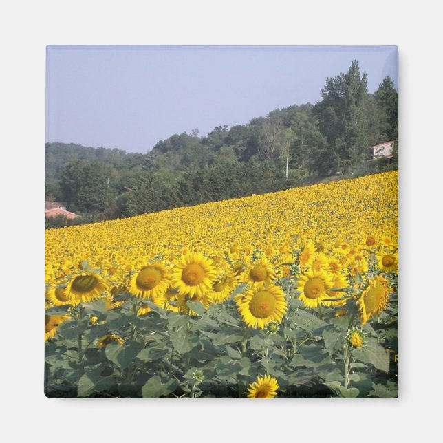 Fleurs de soleil, aimant (Devant)