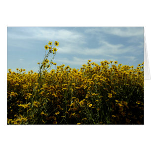 Fleurs de soleil fleurs sauvages