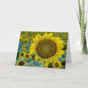 Fleurs de soleil gaies
