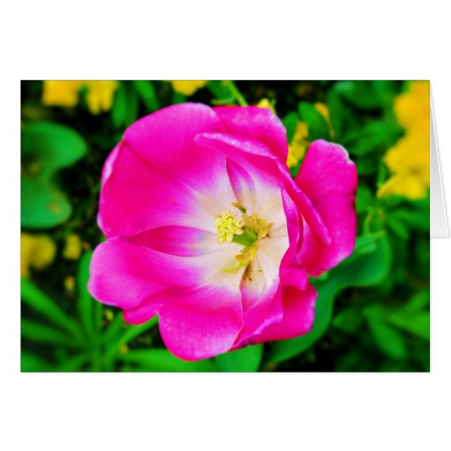 Fleurs de St. James Park, Londres - Carte blanche (Devant horizontal)