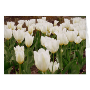Fleurs de tulipes blanches