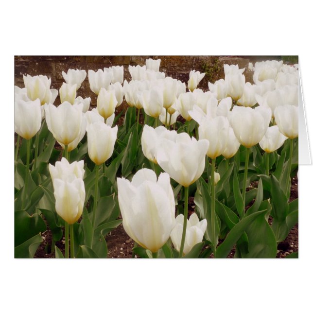 Fleurs de tulipes blanches (Devant horizontal)