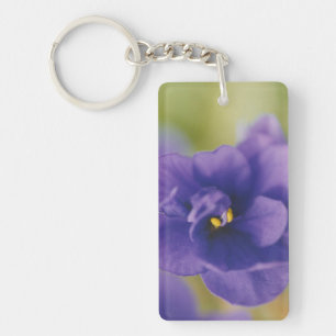 Fleurs de violettes africaines roses et bleues