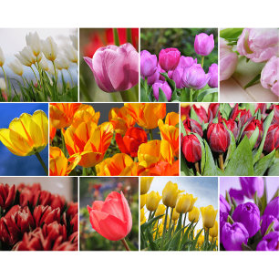 Fleurs décoratives Planche à découper en verre