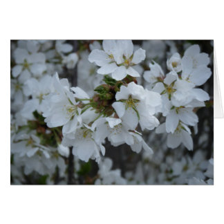 "Fleurs délicates"