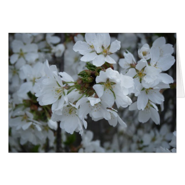 "Fleurs délicates" (Devant Horizontal)