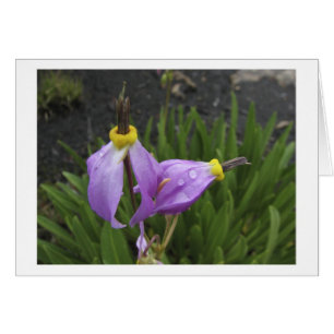 Fleurs d'étoile filante