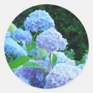 Fleurs d'hortensia bleues autocollants Été Jardin