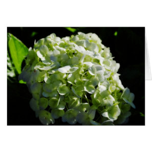 Fleurs d'hydrangées vertes