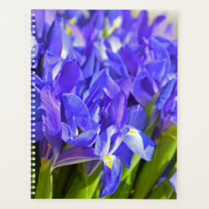 Fleurs d'Iris
