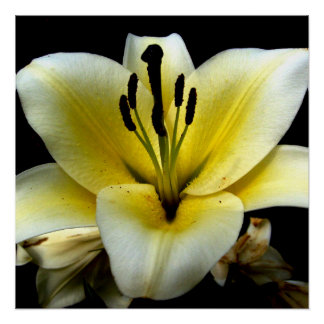 Fleurs florales 20" x 20" Poster Papier (Semi-Glos