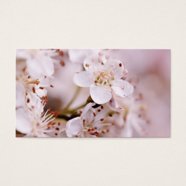 Fleurs florantes de cerisiers (Devant)