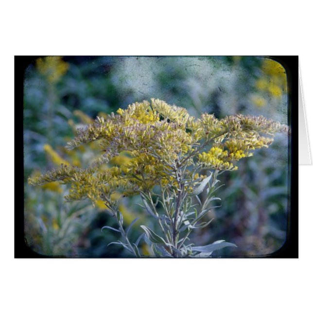Fleurs horaires d'automne (Devant horizontal)