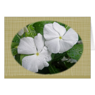 Fleurs Impatiens Blanches