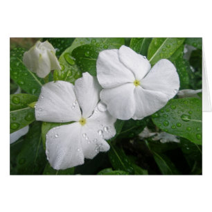 Fleurs Impatiens Blanches