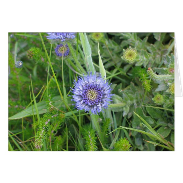 Fleurs inconnues, Falaises de Moher, Irlande (Devant Horizontal)