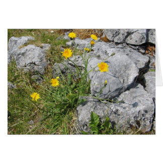 Fleurs inconnues, Le Burren, Irlande