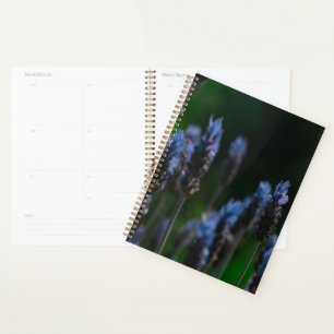 Fleurs lavande bleu pastel violet