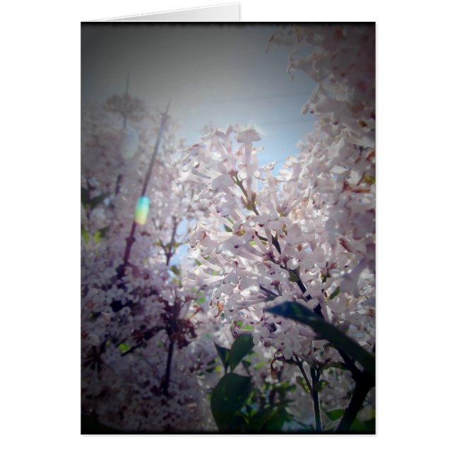 Fleurs Lilac (Devant)