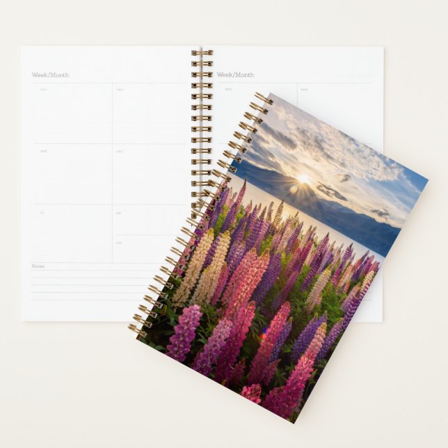 Fleurs | Lupines Nouvelle-Zélande (Devant avec enveloppe)