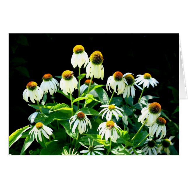 Fleurs marguerites (Devant horizontal)