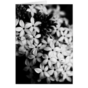 fleurs noires et blanches