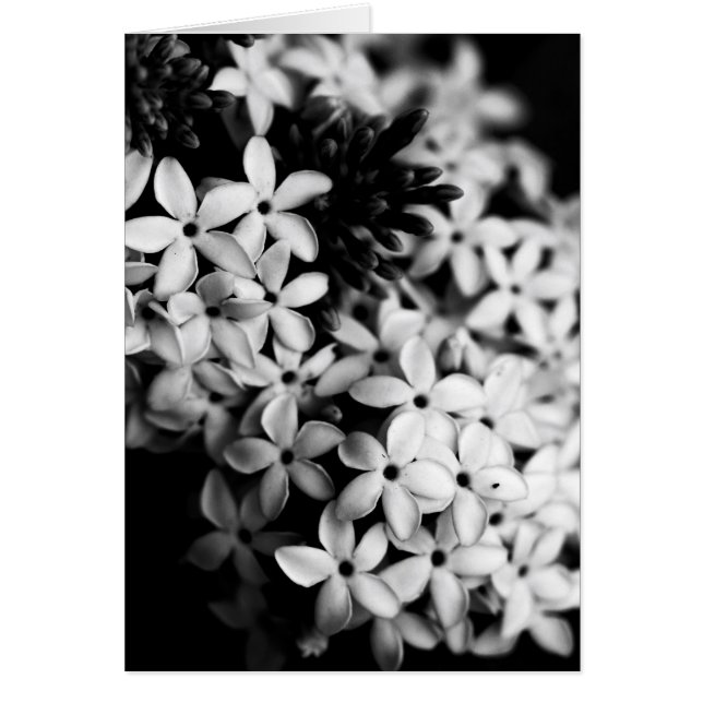 fleurs noires et blanches (Devant)