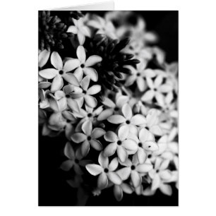 fleurs noires et blanches