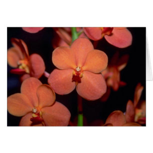 Fleurs oranges de Vanda