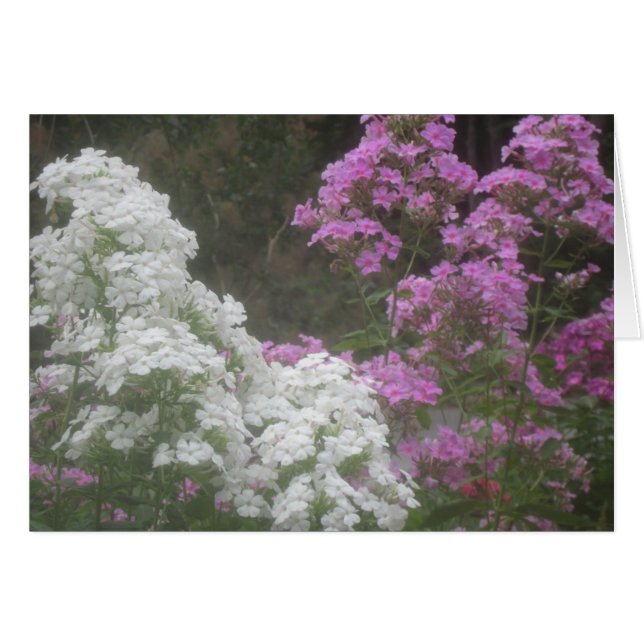 Fleurs Phlox Douces (Devant horizontal)