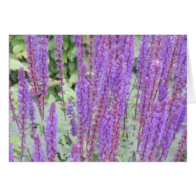 Fleurs pourpres, Bruges, Belgique (Devant horizontal)