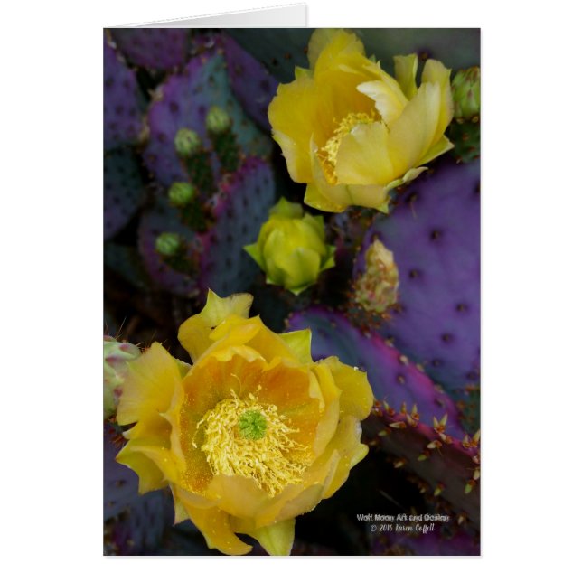 Fleurs pourpres de jaune de cactus d'opuntia de (Devant)