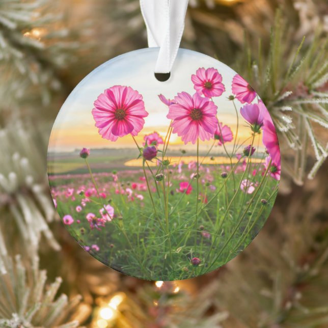 Fleurs |Province de Chiang Rai, Thaïlande (Arbre)