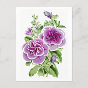 Fleurs roses Carte Postale Botanique Vintage